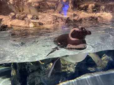 すみだ水族館に投稿された画像（2023/3/31）