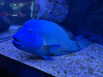 すみだ水族館に投稿された画像（2023/3/31）