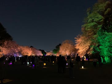 NAKED 桜の新宿御苑 2023に投稿された画像（2023/3/31）