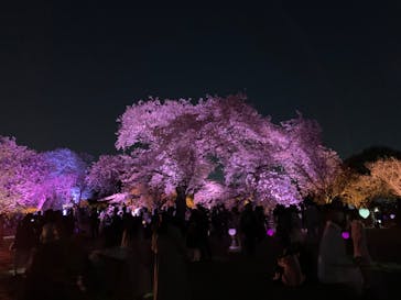 NAKED 桜の新宿御苑 2023に投稿された画像（2023/3/31）