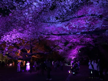 NAKED 桜の新宿御苑 2023に投稿された画像（2023/3/31）