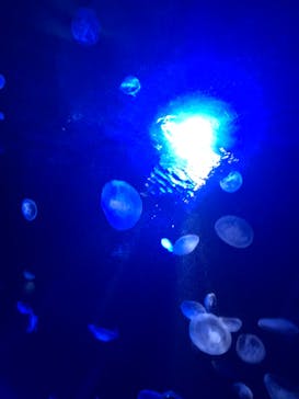 サンシャイン水族館に投稿された画像（2023/3/31）