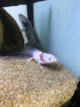 サンシャイン水族館に投稿された画像（2023/3/31）