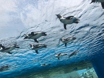サンシャイン水族館に投稿された画像（2023/3/31）