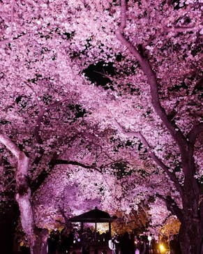 NAKED 桜の新宿御苑 2023に投稿された画像（2023/3/31）