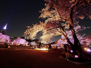 NAKED 桜の新宿御苑 2023に投稿された画像（2023/3/31）