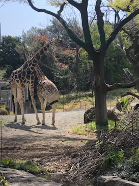 天王寺動物園に投稿された画像（2023/3/31）