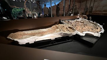 特別展「恐竜博2023」に投稿された画像（2023/4/1）