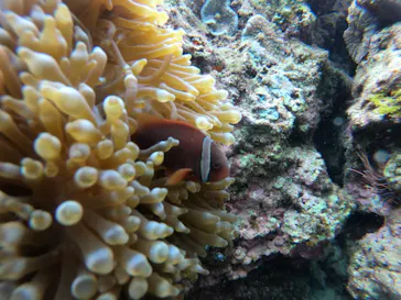 武藤潜水に投稿された画像（2023/4/1）