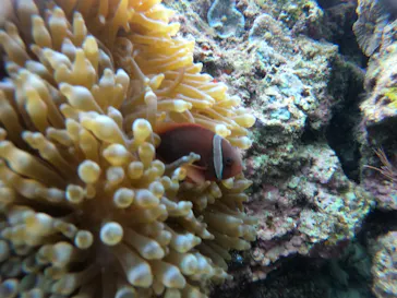 武藤潜水に投稿された画像（2023/4/1）