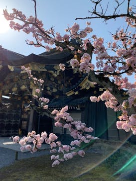 元離宮二条城に投稿された画像（2023/4/1）