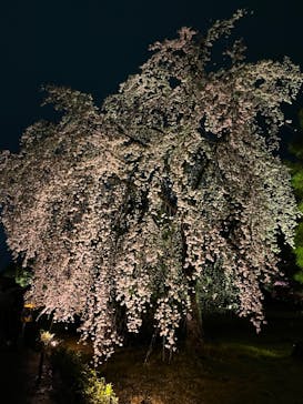 『NAKED FLOWERS 2023 桜 世界遺産・二条城』に投稿された画像（2023/4/1）