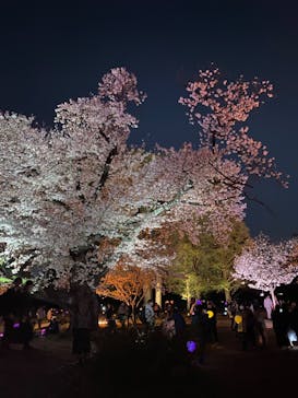 NAKED 桜の新宿御苑 2023に投稿された画像（2023/4/1）