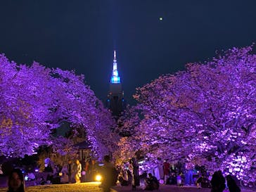 NAKED 桜の新宿御苑 2023に投稿された画像（2023/4/1）