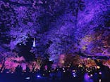 NAKED 桜の新宿御苑 2023に投稿された画像（2023/4/1）