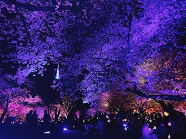 NAKED 桜の新宿御苑 2023に投稿された画像（2023/4/1）