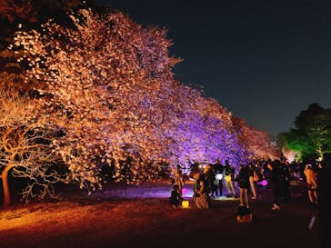 NAKED 桜の新宿御苑 2023に投稿された画像（2023/4/1）