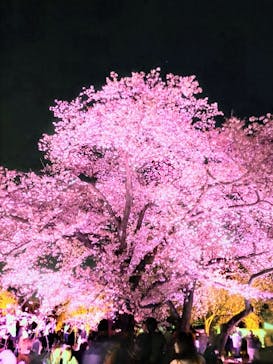 NAKED 桜の新宿御苑 2023に投稿された画像（2023/4/1）