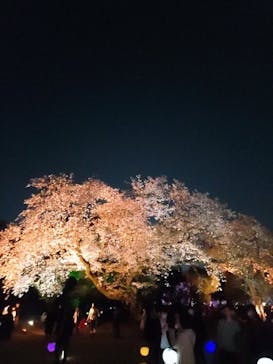 NAKED 桜の新宿御苑 2023に投稿された画像（2023/4/1）