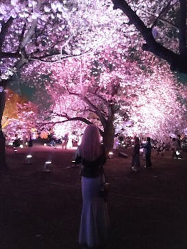 NAKED 桜の新宿御苑 2023に投稿された画像（2023/4/1）