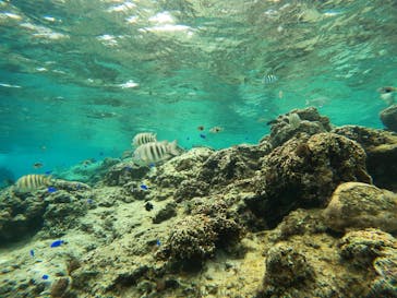 沖縄マリンサービス碧に投稿された画像（2023/4/1）