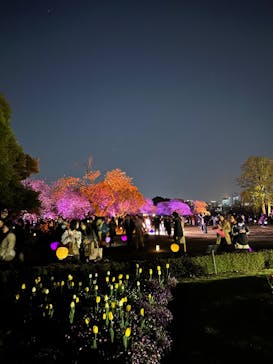 NAKED 桜の新宿御苑 2023に投稿された画像（2023/4/1）