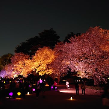 NAKED 桜の新宿御苑 2023に投稿された画像（2023/4/1）