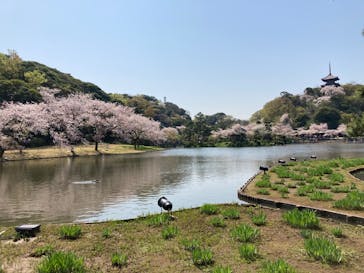三溪園に投稿された画像（2023/4/1）