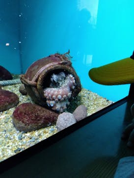 大分マリーンパレス水族館 「うみたまご」に投稿された画像（2023/4/1）