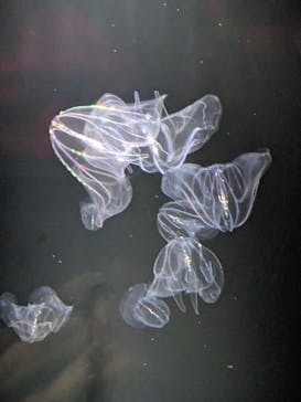 九十九島水族館海きららに投稿された画像（2023/4/1）