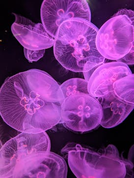 九十九島水族館海きららに投稿された画像（2023/4/1）