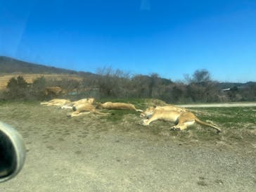 東北サファリパークに投稿された画像（2023/4/1）