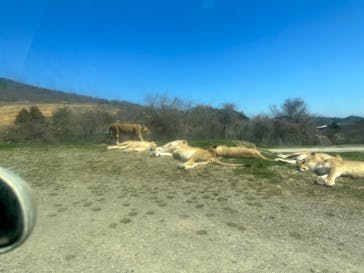 東北サファリパークに投稿された画像（2023/4/1）