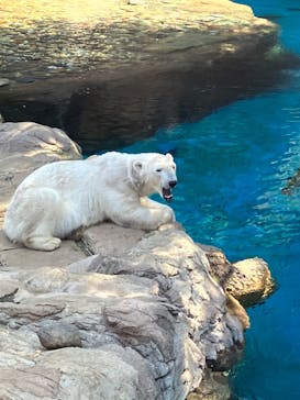 よこはま動物園ズーラシアに投稿された画像（2023/4/1）