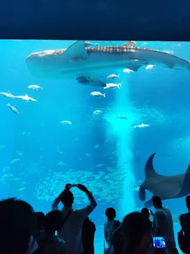 沖縄美ら海水族館に投稿された画像（2023/4/1）
