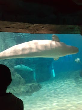 名古屋港水族館に投稿された画像（2023/4/1）