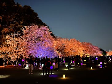 NAKED 桜の新宿御苑 2023に投稿された画像（2023/4/1）