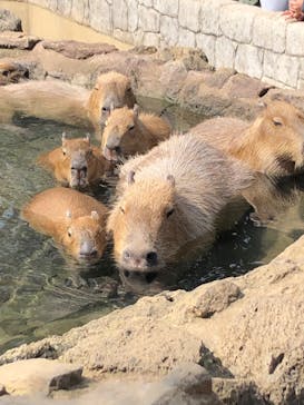 伊豆シャボテン動物公園に投稿された画像（2023/4/1）