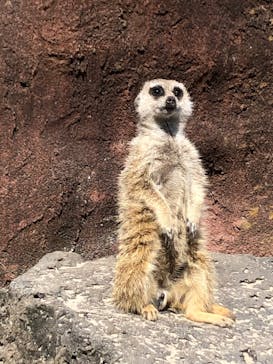 伊豆シャボテン動物公園に投稿された画像（2023/4/1）