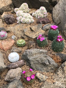 伊豆シャボテン動物公園に投稿された画像（2023/4/1）