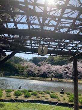 三溪園に投稿された画像（2023/4/1）