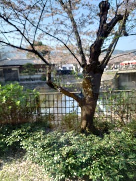京都嵐山温泉 風風の湯に投稿された画像（2023/4/1）