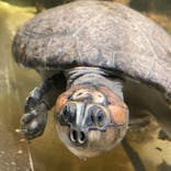 カワスイ 川崎⽔族館に投稿された画像（2023/4/1）