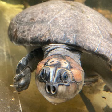 カワスイ 川崎⽔族館に投稿された画像（2023/4/1）