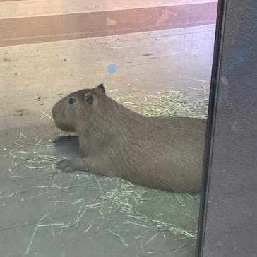 カワスイ 川崎⽔族館に投稿された画像（2023/4/1）