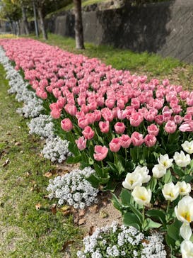 淡路ファームパーク イングランドの丘に投稿された画像（2023/4/1）