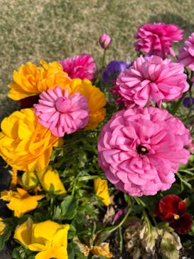 淡路ファームパーク イングランドの丘に投稿された画像（2023/4/1）