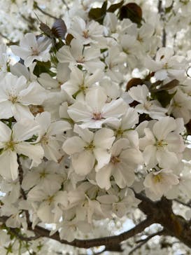 淡路ファームパーク イングランドの丘に投稿された画像（2023/4/1）