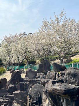 淡路ファームパーク イングランドの丘に投稿された画像（2023/4/1）