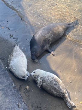 伊豆・三津シーパラダイスに投稿された画像（2023/4/1）